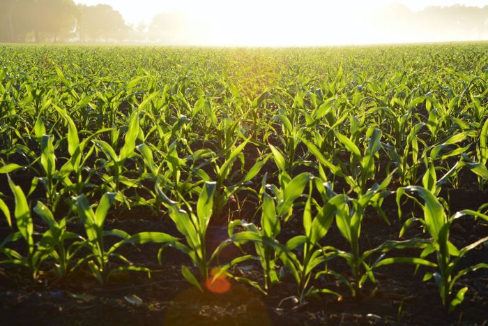 Ethical sourcing of ethanol and FMCG products